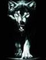 七次狼在线视频免费,揭秘在线视频免费观看的奇幻之旅