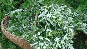 久艾草视频在线视频观看,在线视频带你领略传统中草药的魅力