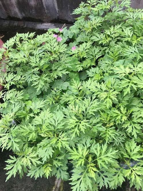 久艾草视频在线视频观看,在线视频带你领略传统中草药的魅力