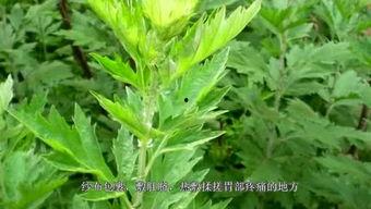 久艾草视频在线视频观看,在线视频带你领略传统中草药的魅力