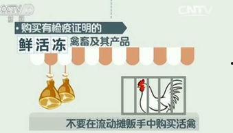 禽流感在线视频观看,在线视频深度解析