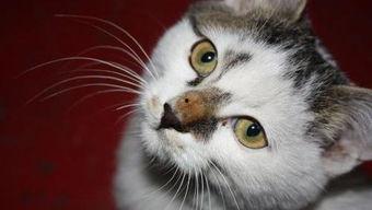 小野猫资源在线视频