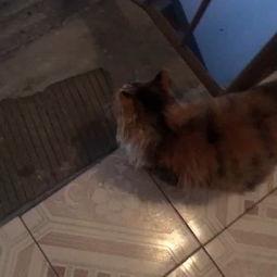 小野猫资源在线视频