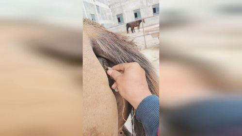 屁眼测体温在线视频