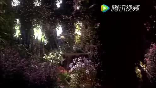 神秘花园在线视频