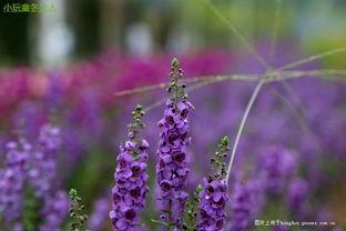 薰衣草社区在线视频观看,在线视频带你领略浪漫花海魅力