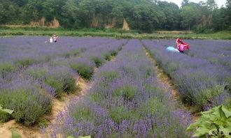 薰衣草社区在线视频观看,在线视频带你领略浪漫花海魅力  第2张