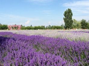 薰衣草社区在线视频观看,在线视频带你领略浪漫花海魅力  第3张