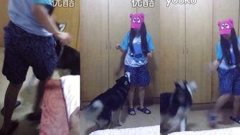 美女和狗在线视频,温馨互动，治愈系在线视频集锦